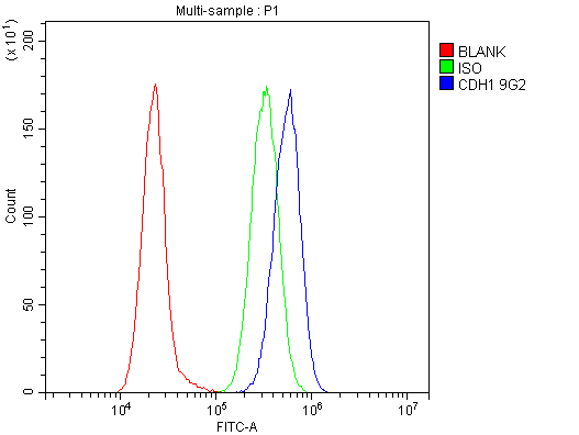 WB - Anti-E Cadherin 1 CDH1 Antibody Picoband™ (monoclonal, 9G2) ABO14856